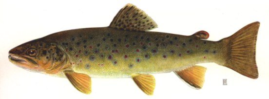 brown trout