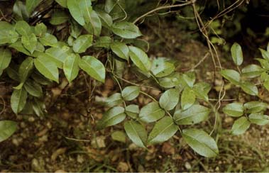Derris trifoliata